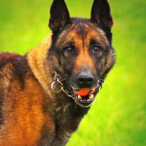 Arko the Military Working Dog